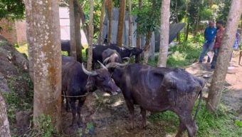 বাউফলে চরে বিষপ্রয়োগে ২৫ মহিষ অসুস্থ, মা’রা গেছে ৩ মহিষ