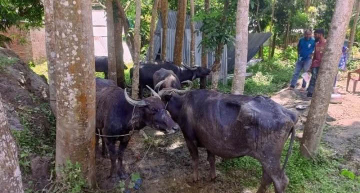 বাউফলে চরে বিষপ্রয়োগে ২৫ মহিষ অসুস্থ, মা’রা গেছে ৩ মহিষ